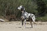 DALMATIEN 295